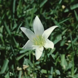 thumbnail for publication: Zephyranthes spp. Rain Lily